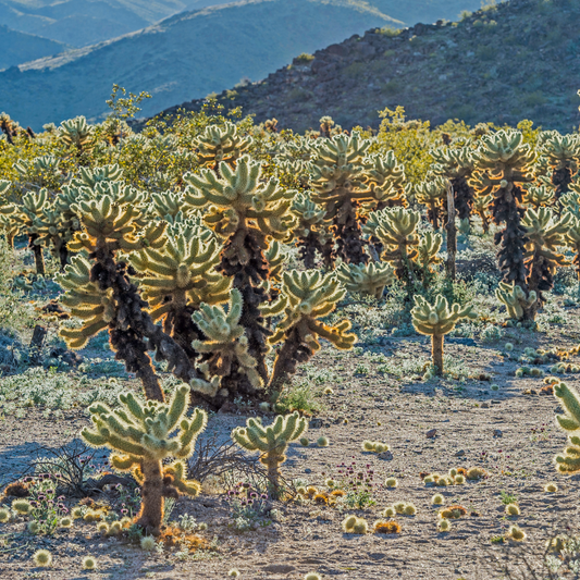 Teddy Bear Cholla