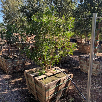 Texas Mountain Laurel