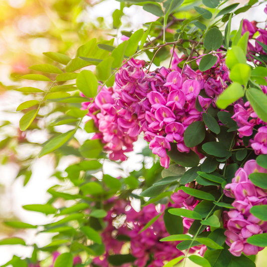 Texas Mountain Laurel