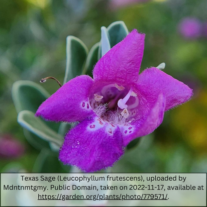 Texas Sage