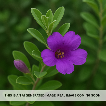Texas Sage Compacta