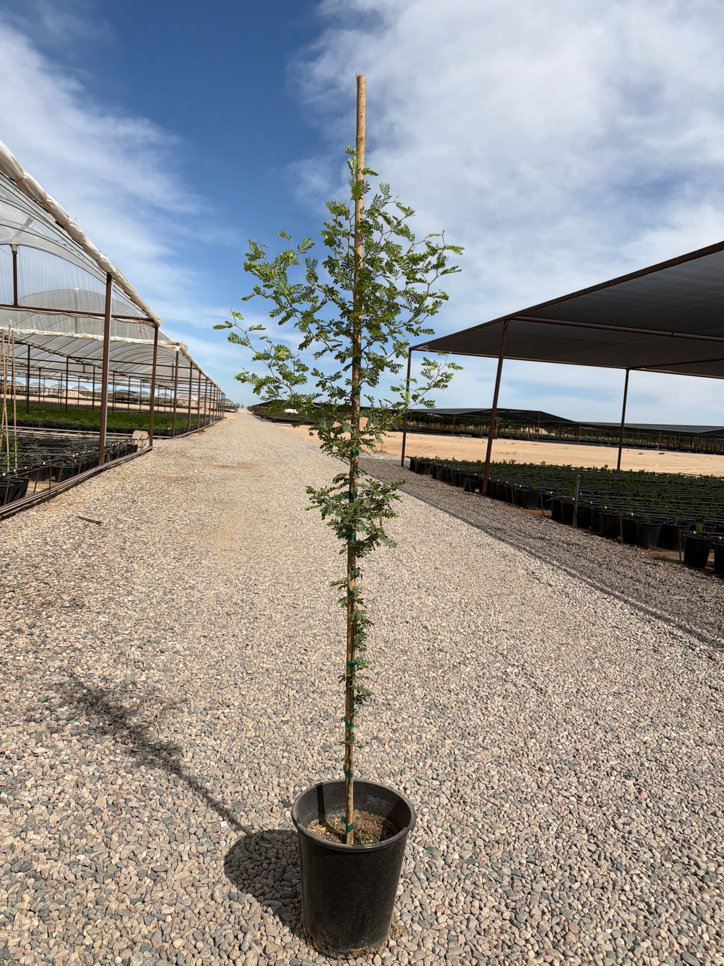 5 gallon Texas Ebony (Ebenopsis ebano) in nursery pot — Phoenix, AZ