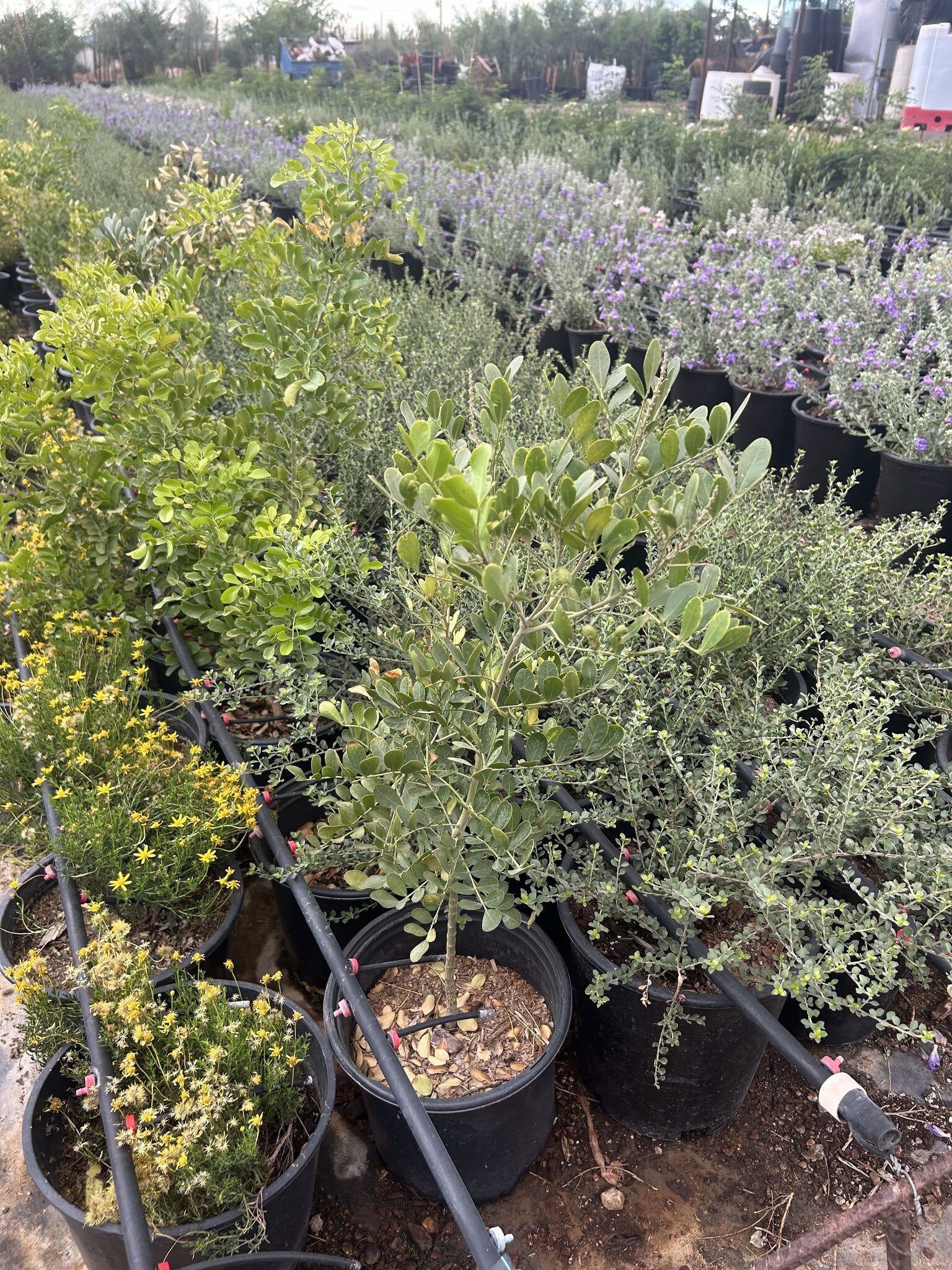 Buy Texas Mountain Laurel Phoenix, AZ | Sophora | Three Timbers
