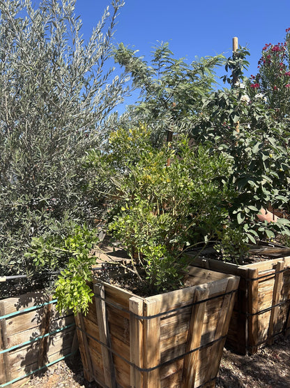 Texas Mountain Laurel 36" Box
