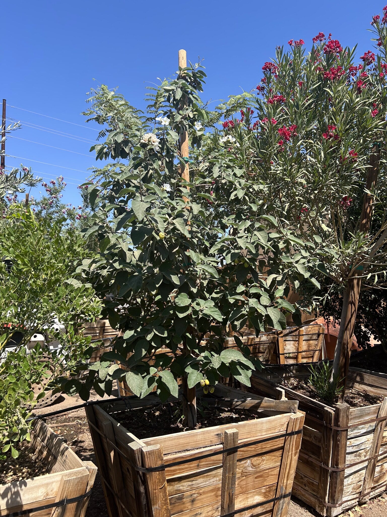 Texas Olive 36