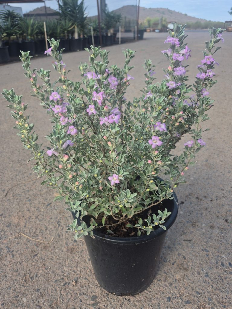 Texas Sage