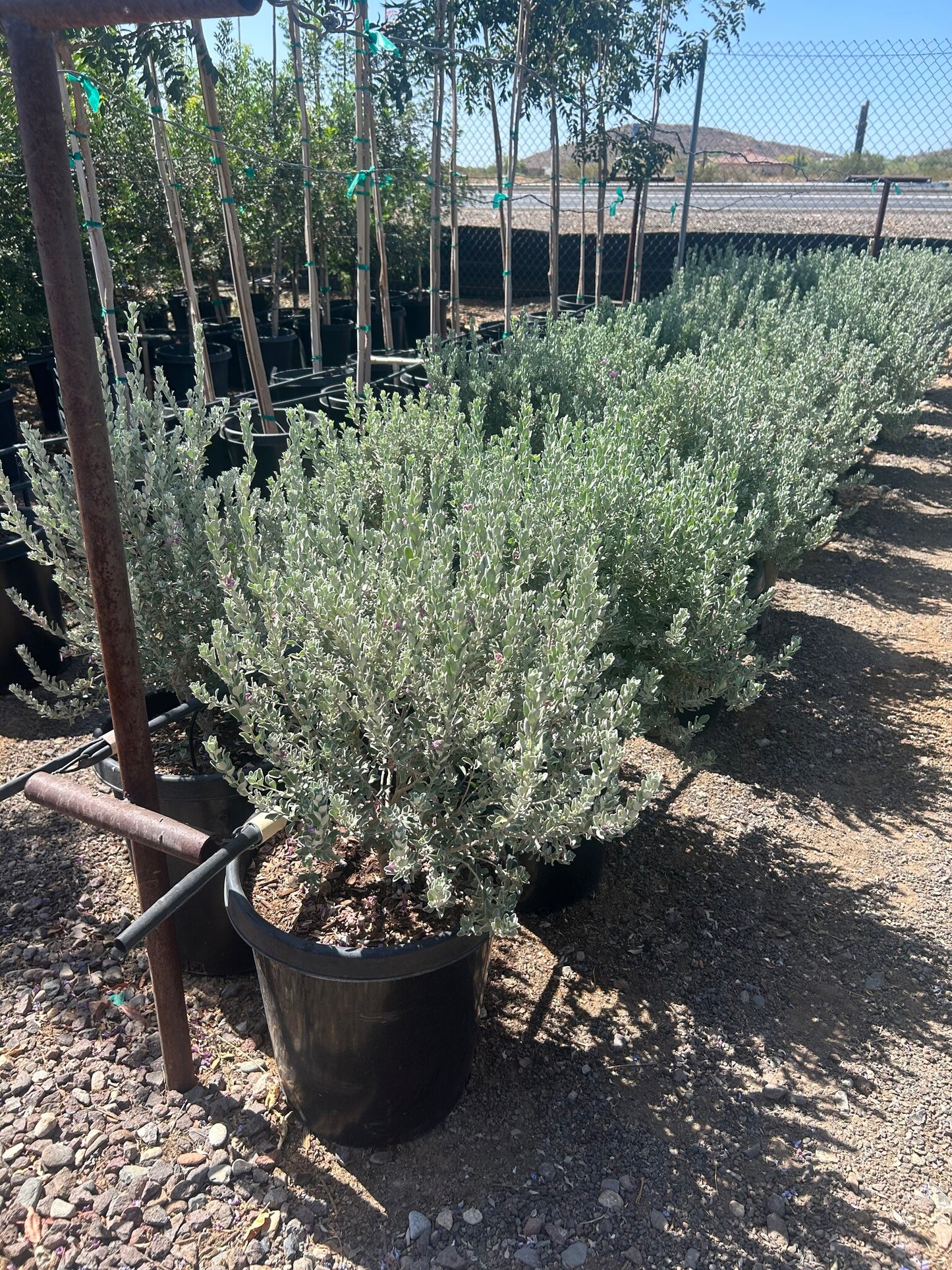 Texas Sage Compacta
