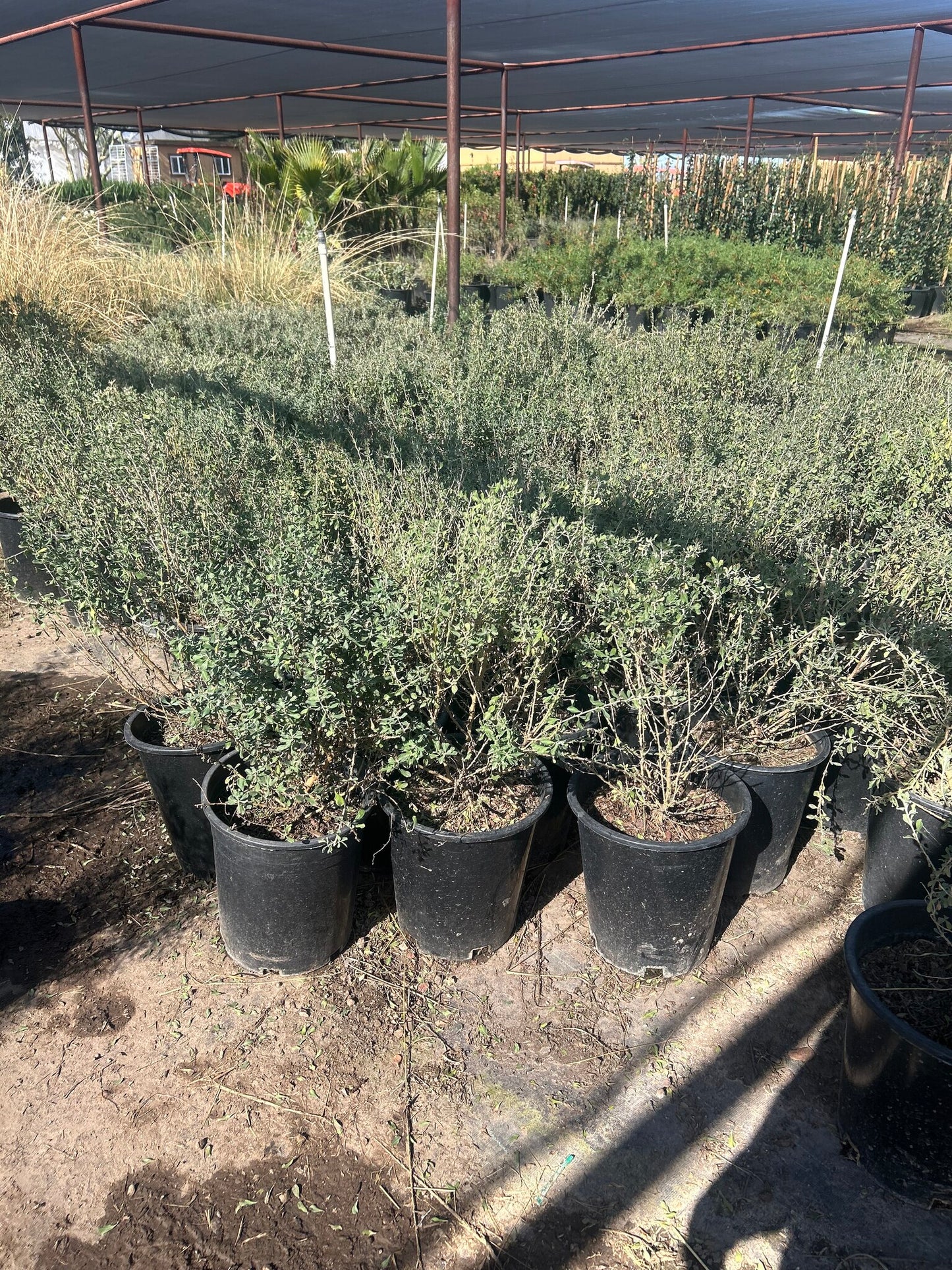 Texas Sage Compacta - 3-5 Gallon