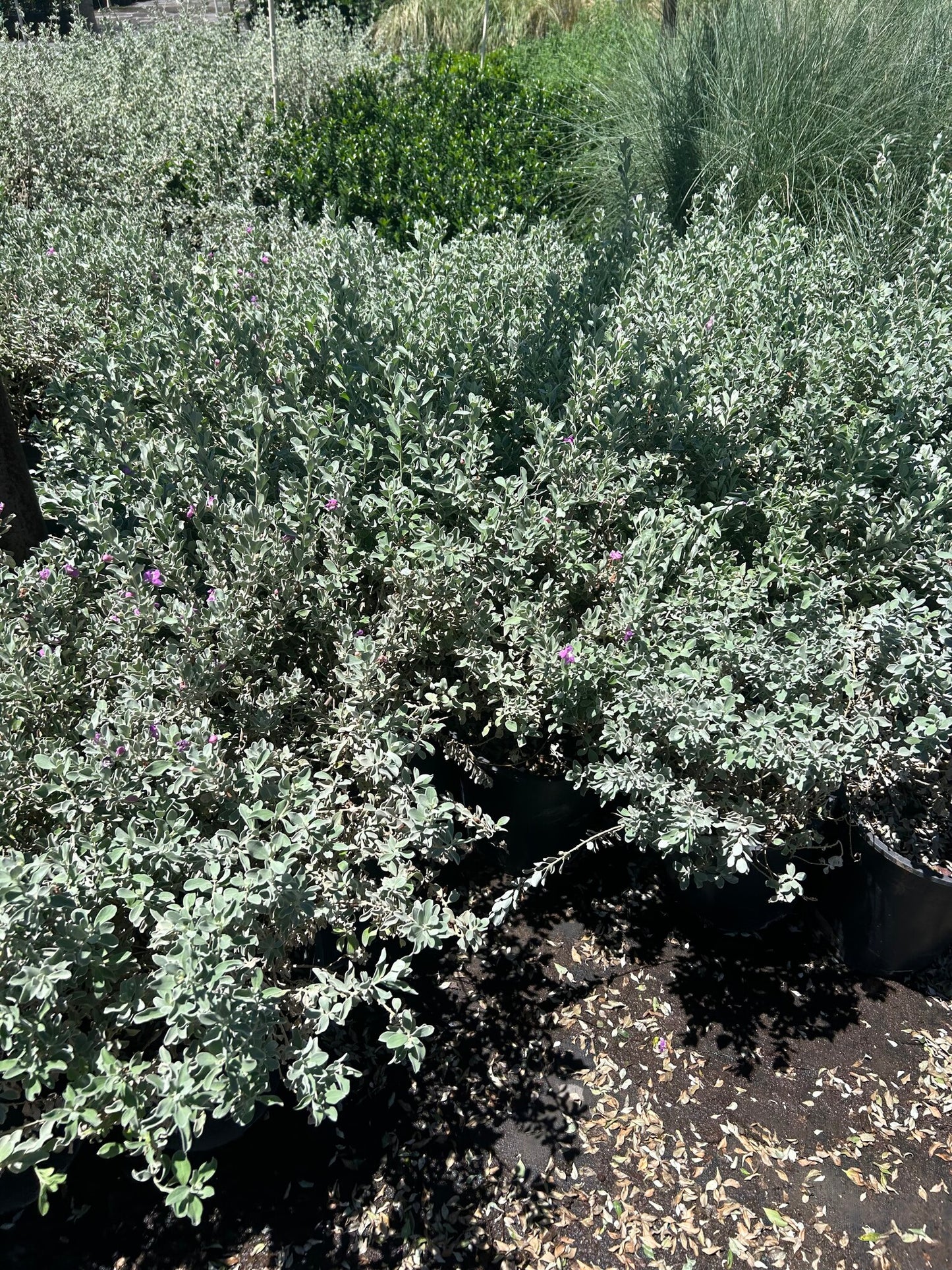 Texas Sage Compacta - 3-5 Gallon
