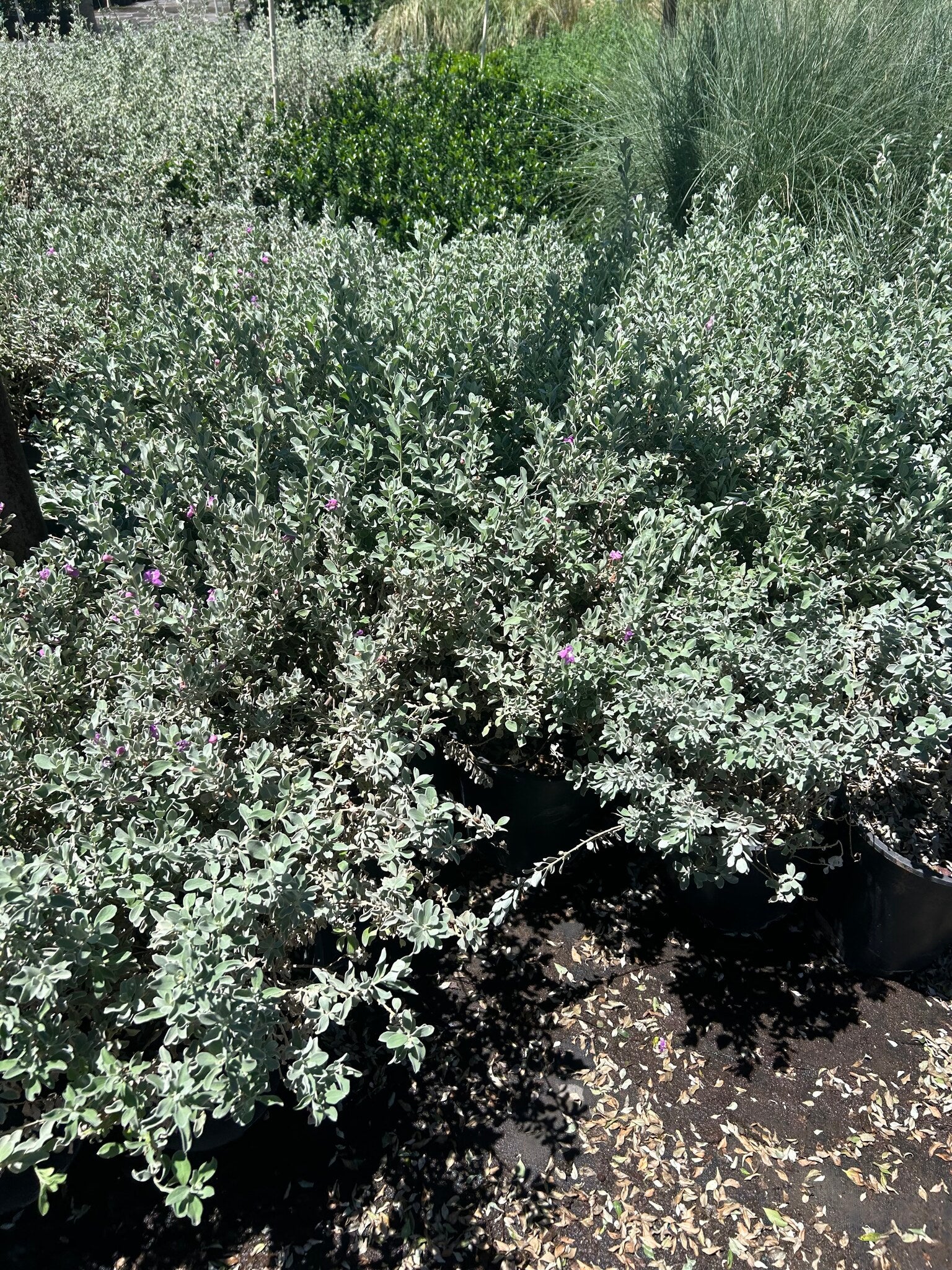 Texas Sage Compacta - 3-5 Gallon