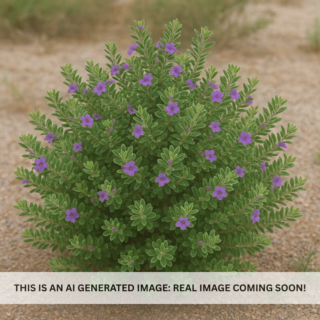 Texas Sage Compacta