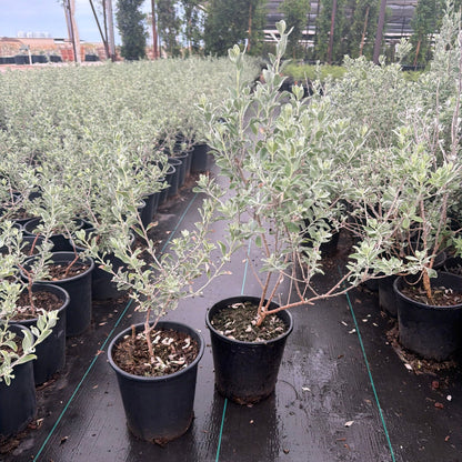 1 gallon Compacta Texas Sage (Leucophyllum frutescens 'Compacta') in nursery pot — Phoenix, AZ