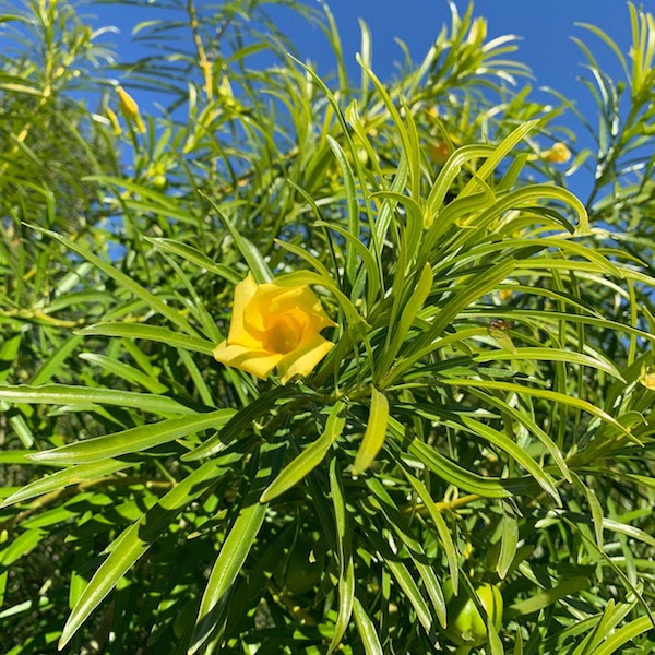 Yellow Oleander