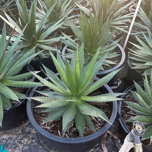 25 gallon Thorncrest Mesquite (Prosopis glandulosa 'Thorncrest') in nursery pot — Phoenix, AZ