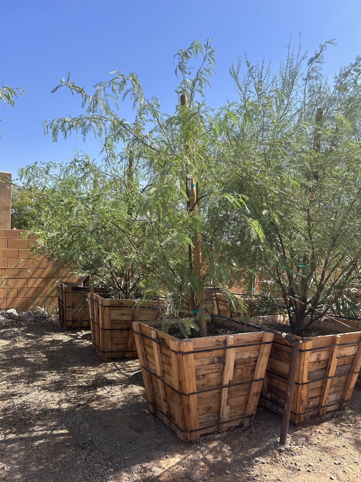 Thornless Texas Honey Mesquite