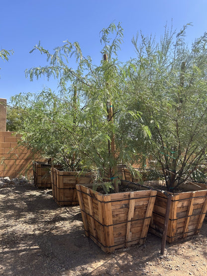 Thornless Texas Honey Mesquite
