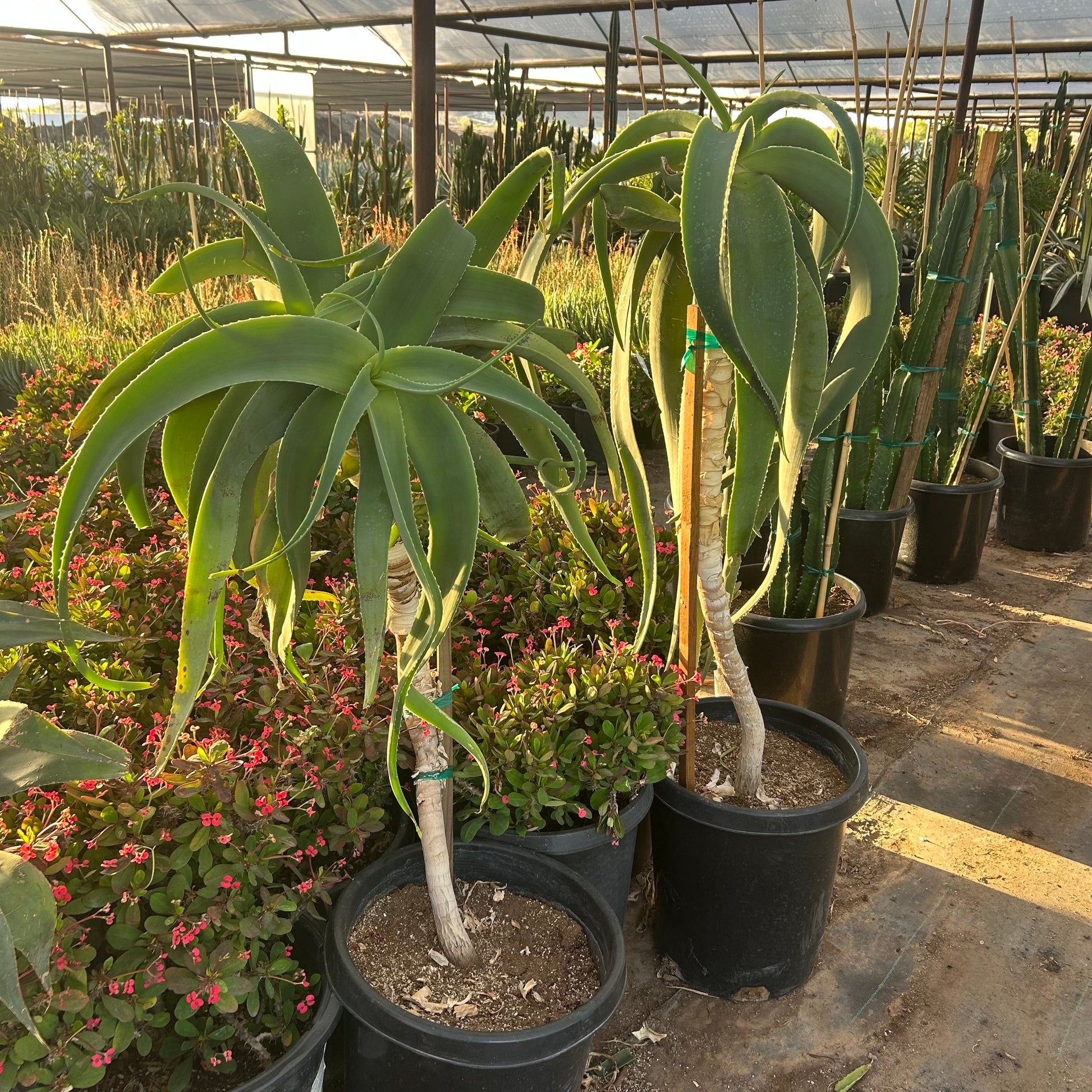 15 gallon Tilt Head Aloe (Aloe speciosa) in nursery pot — Phoenix, AZ