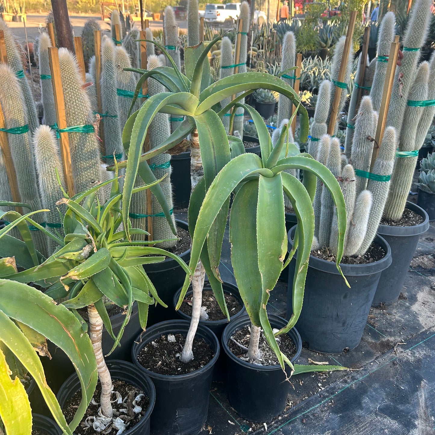 5 gallon Tilt Head Aloe (Aloe speciosa) in nursery pot — Phoenix, AZ