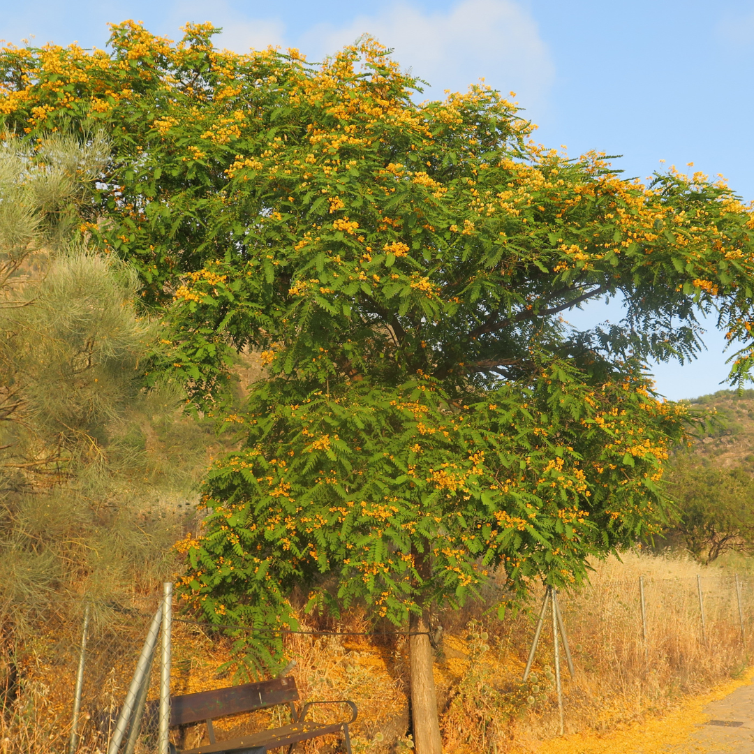 Tipu Tree