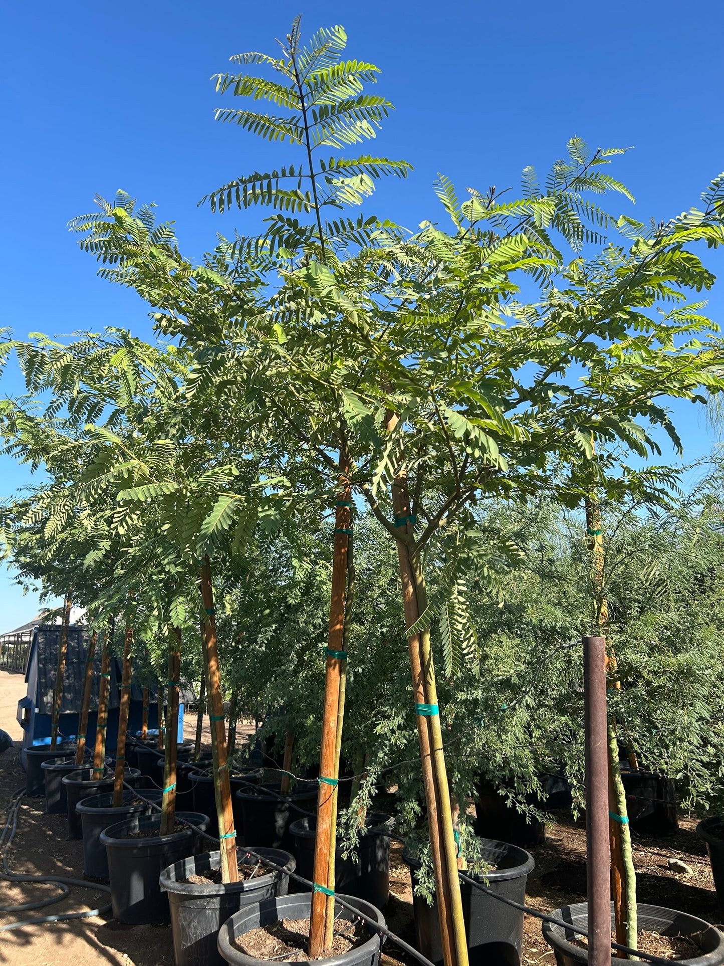 Tipu Tree