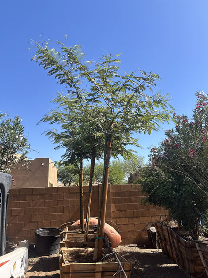 Tipu Tree 36" Box