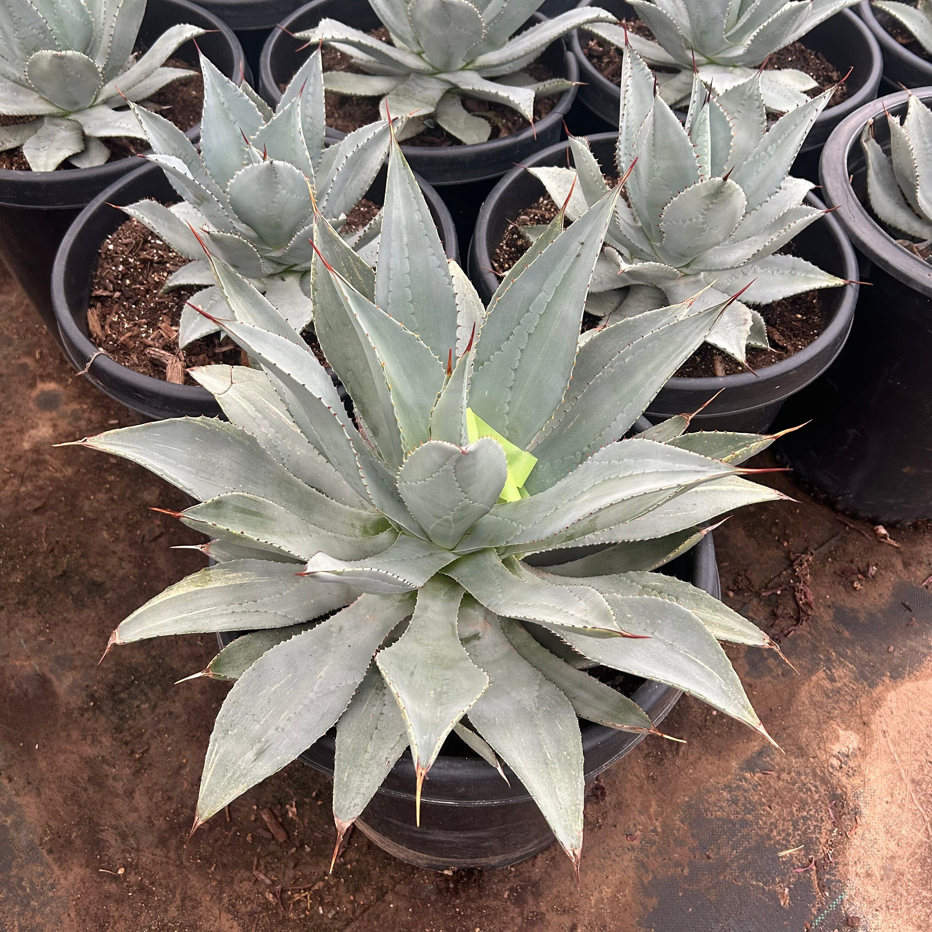 Buy Agave Titanota Phoenix, AZ | Agave titanota | Three Timbers
