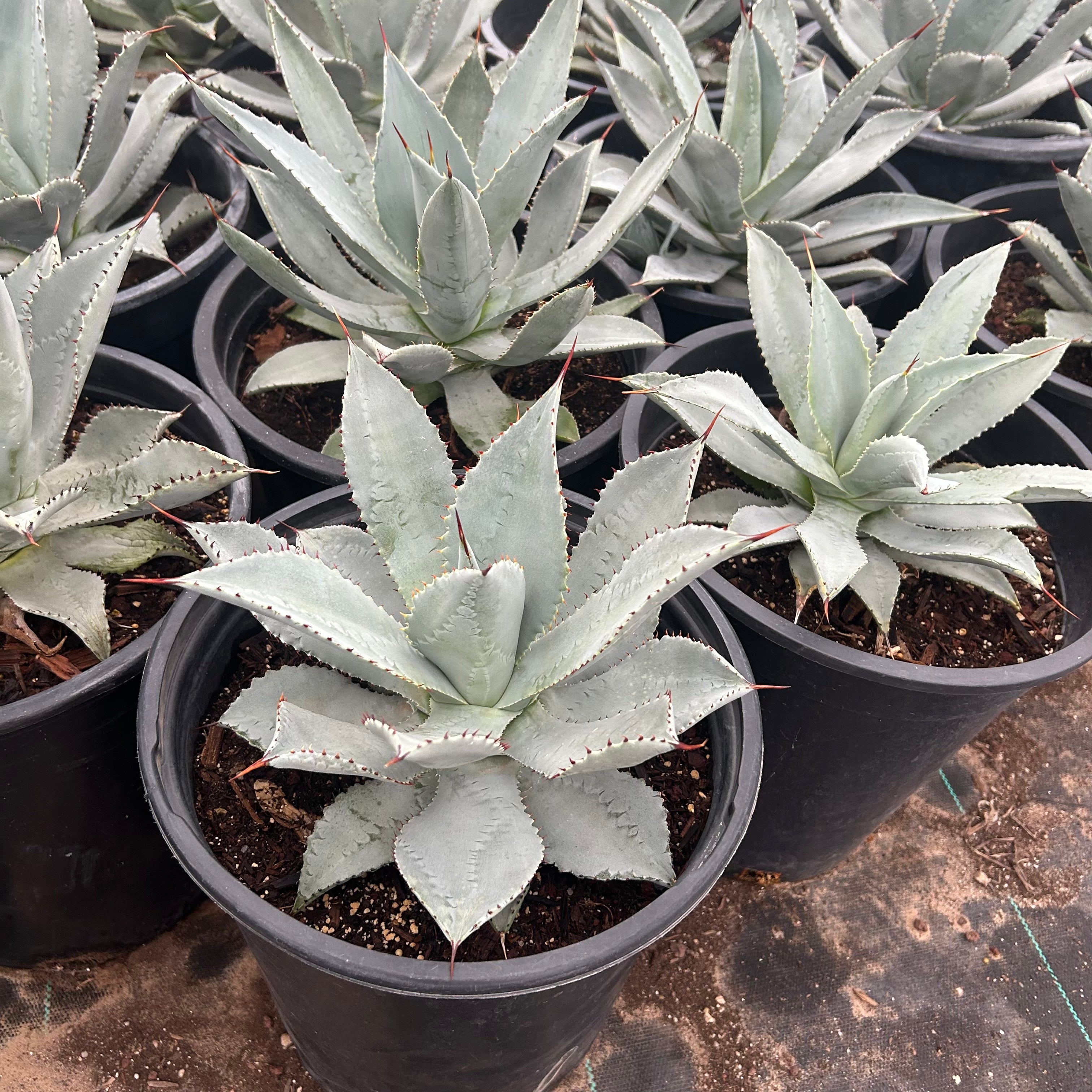 アガベ Agave titanota 'Dusty Roads' 195 Buy Agave Titanota Phoenix, AZ | Agave titanota | Three Timbers