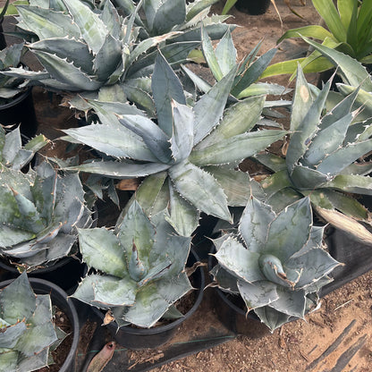 5 gallon Titanota White Ice Agave (Agave titanota 'White Ice') in nursery pot — Phoenix, AZ