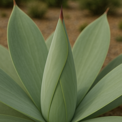 Toothless Murphey's Agave