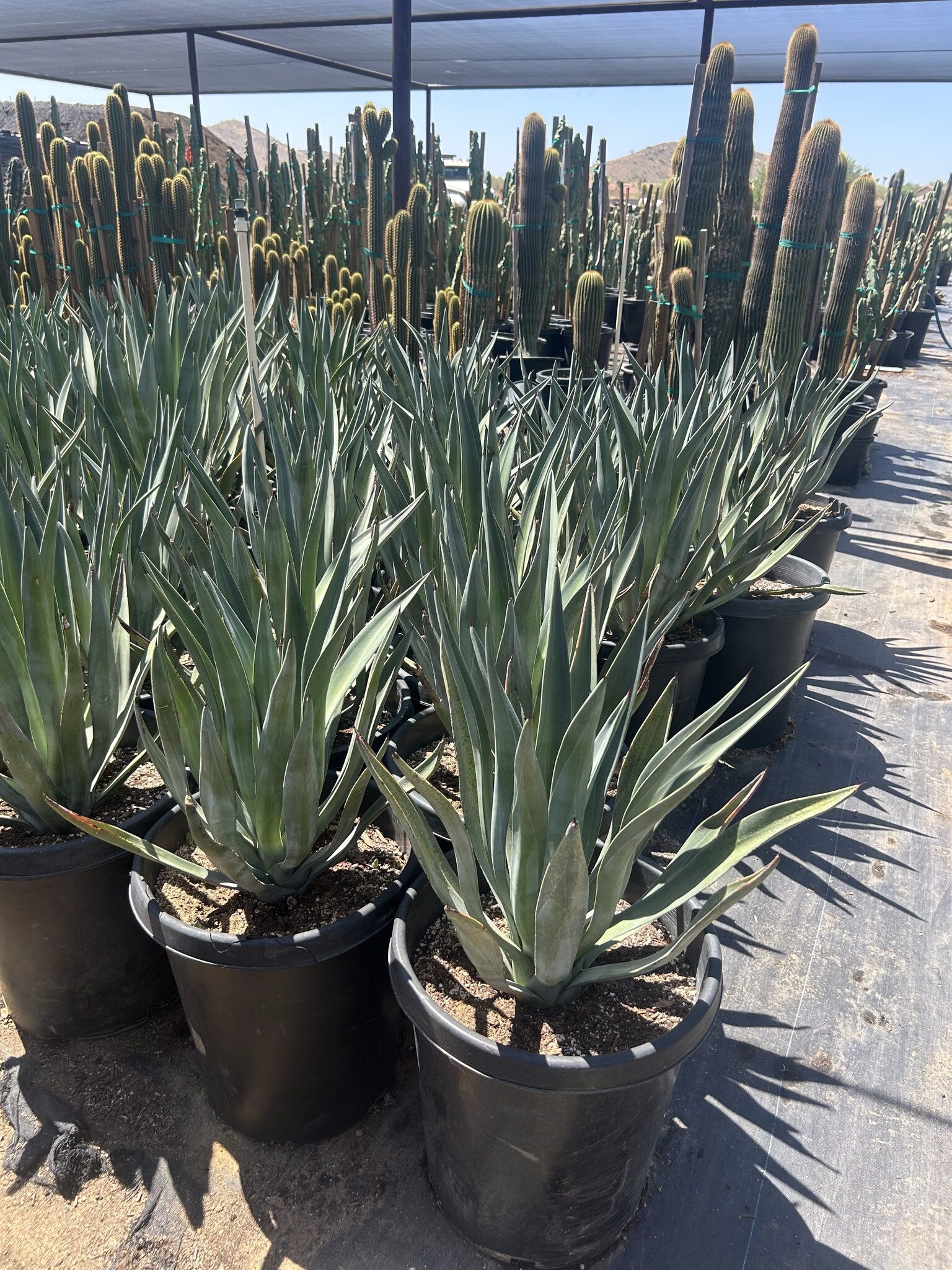 Toothless Murphey's Agave 10/15 Gallon