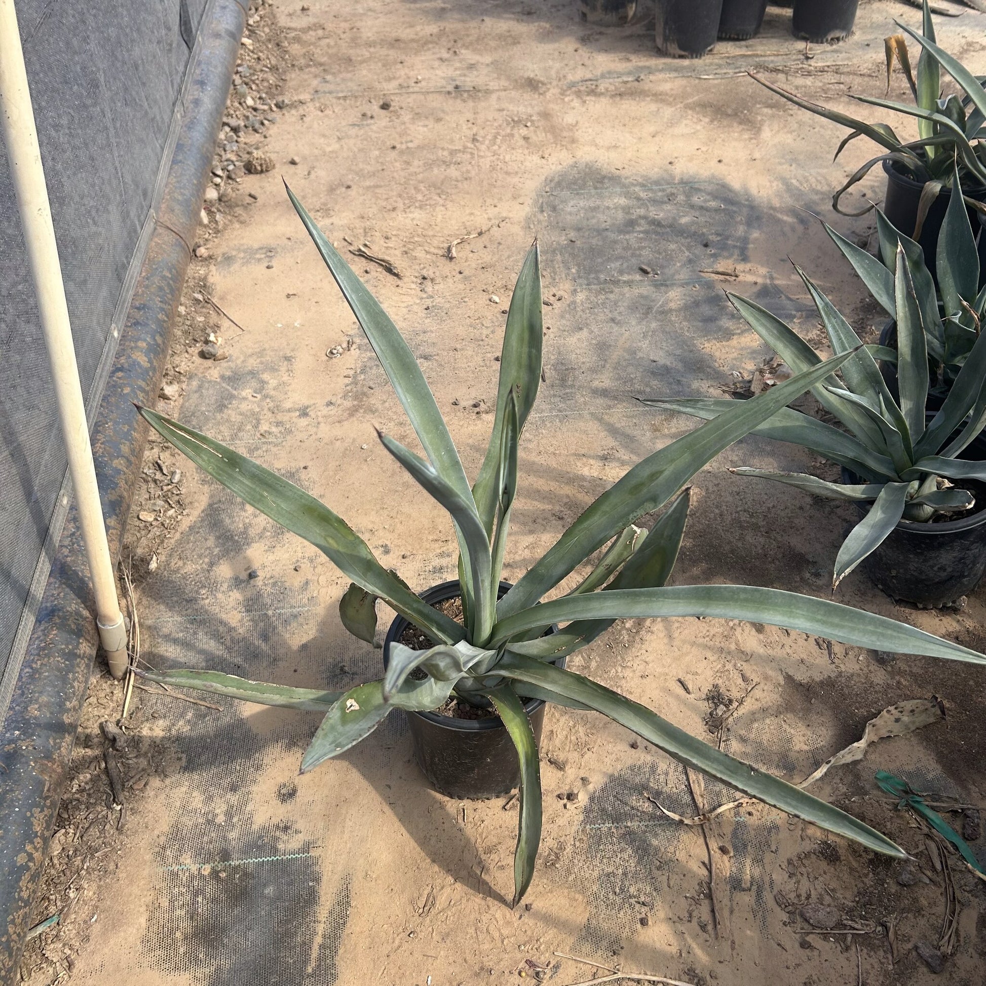 Toothless Murphey's Agave 1 Gallon