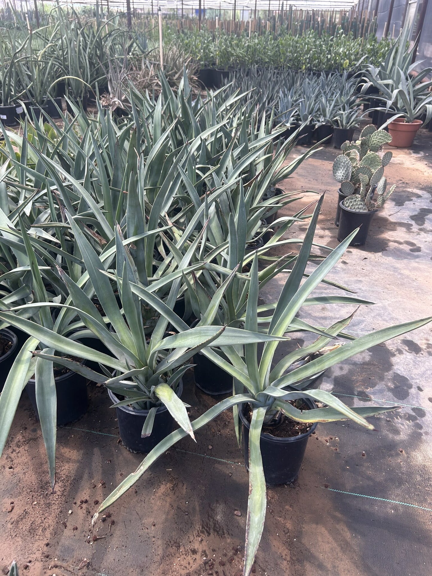 Toothless Murphey's Agave