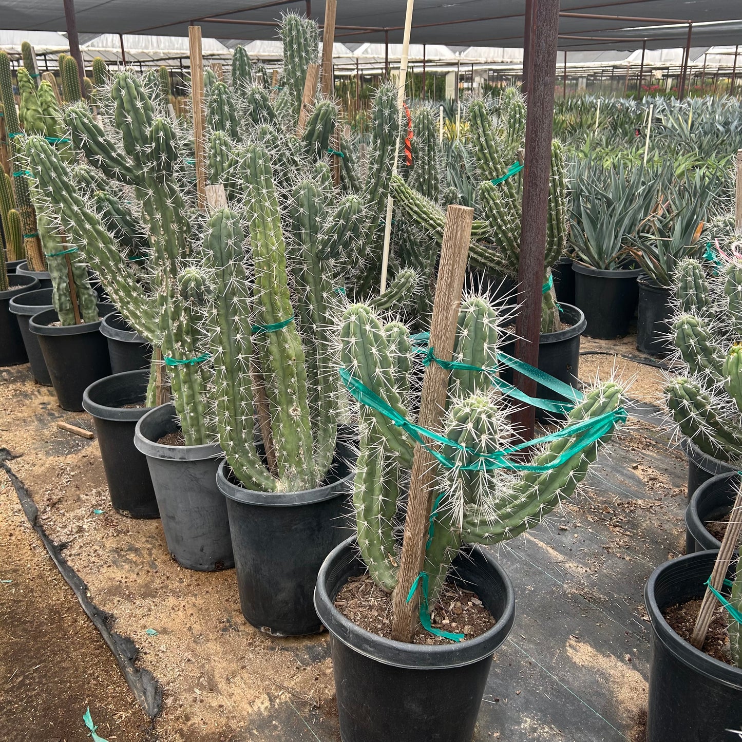 15 gallon Toothpick Cactus (Stetsonia coryne) in nursery pot — Phoenix, AZ