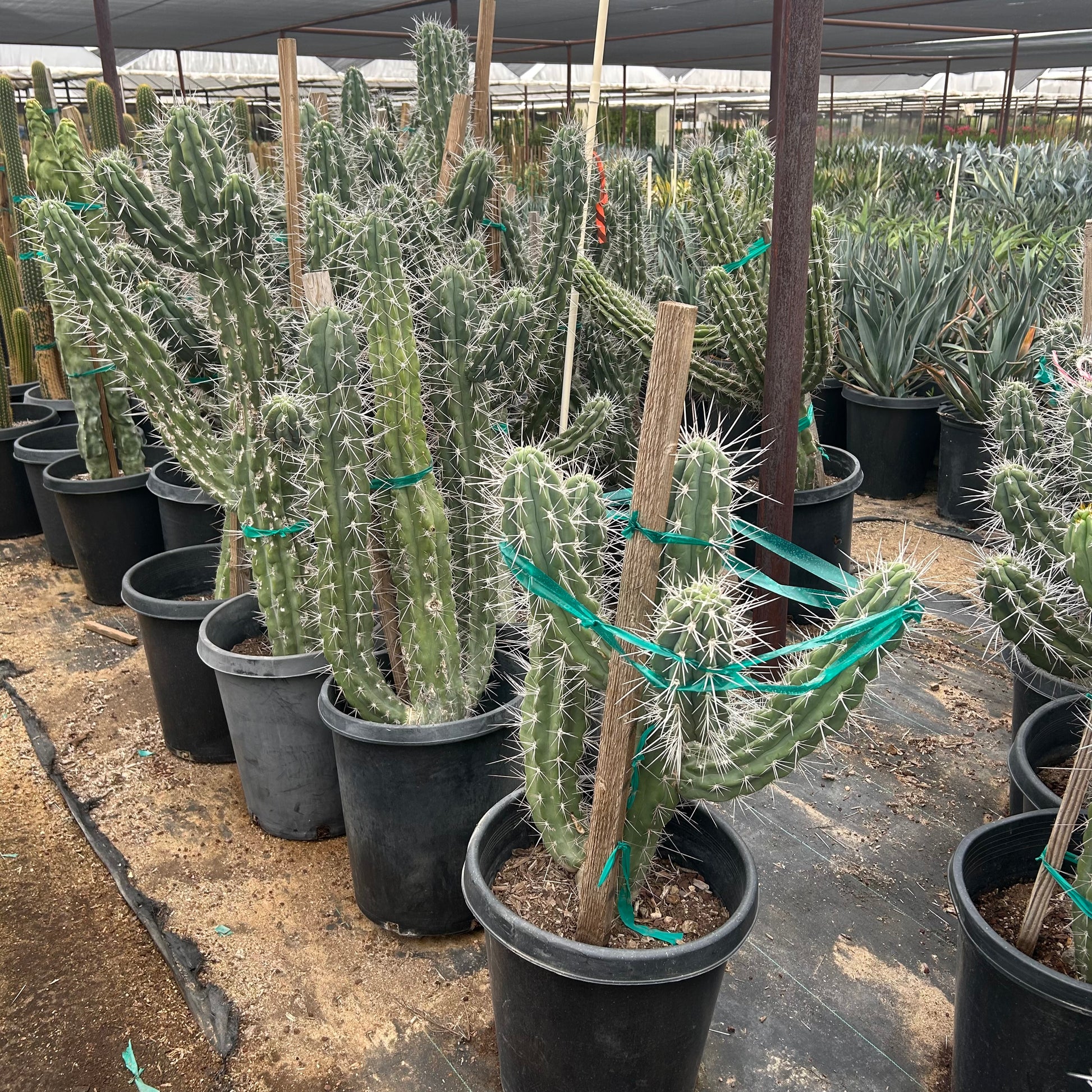 15 gallon Toothpick Cactus (Stetsonia coryne) in nursery pot — Phoenix, AZ