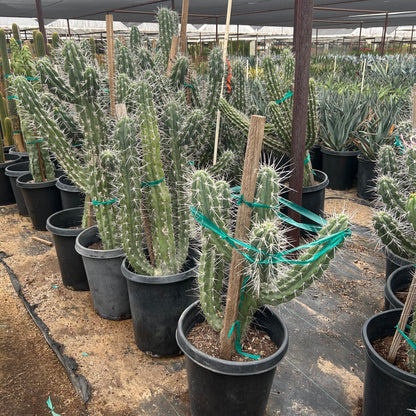 15 gallon Toothpick Cactus (Stetsonia coryne) in nursery pot — Phoenix, AZ