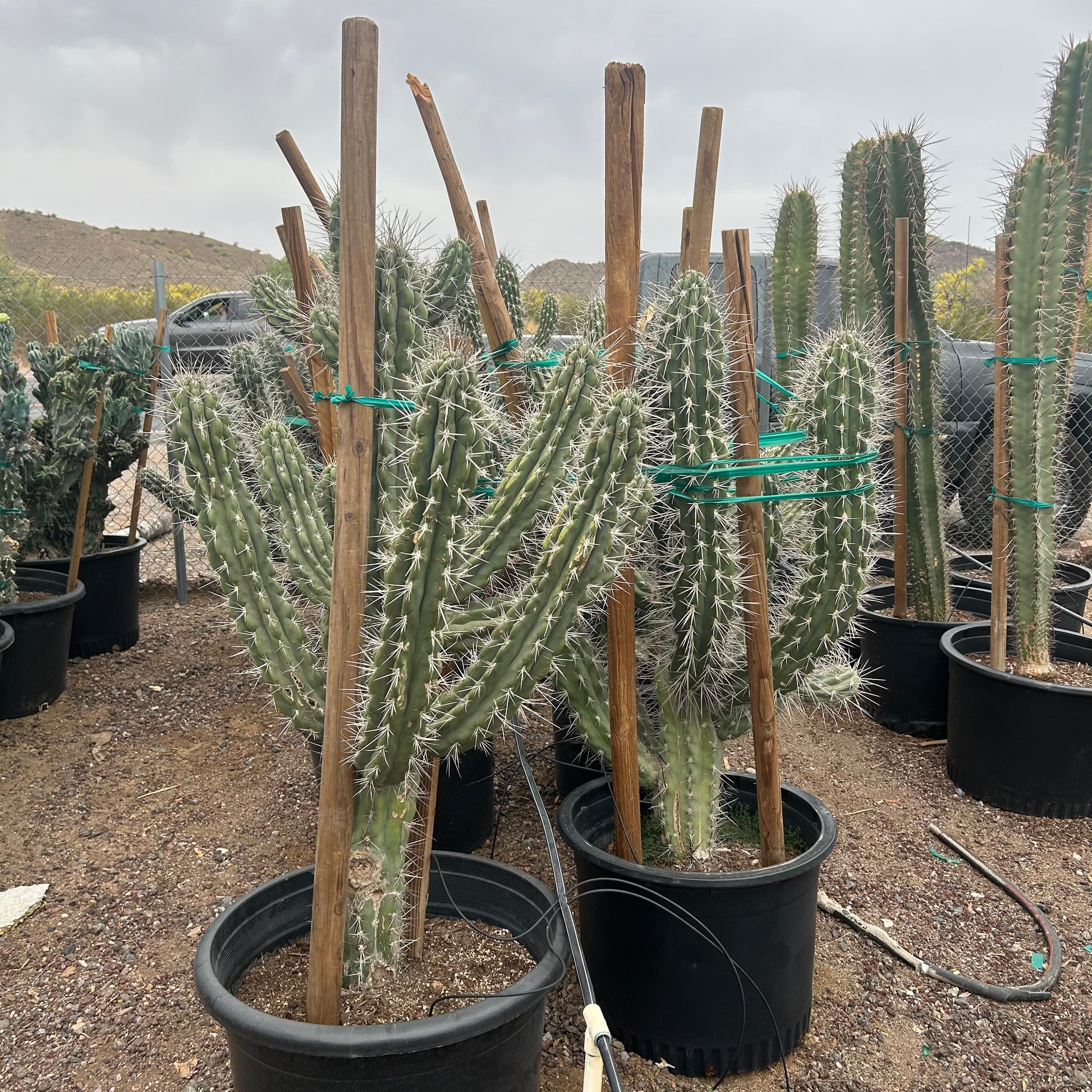 25 gallon Toothpick Agave (Agave geminiflora) in nursery pot — Phoenix, AZ