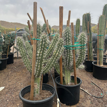 25 gallon Toothpick Agave (Agave geminiflora) in nursery pot — Phoenix, AZ