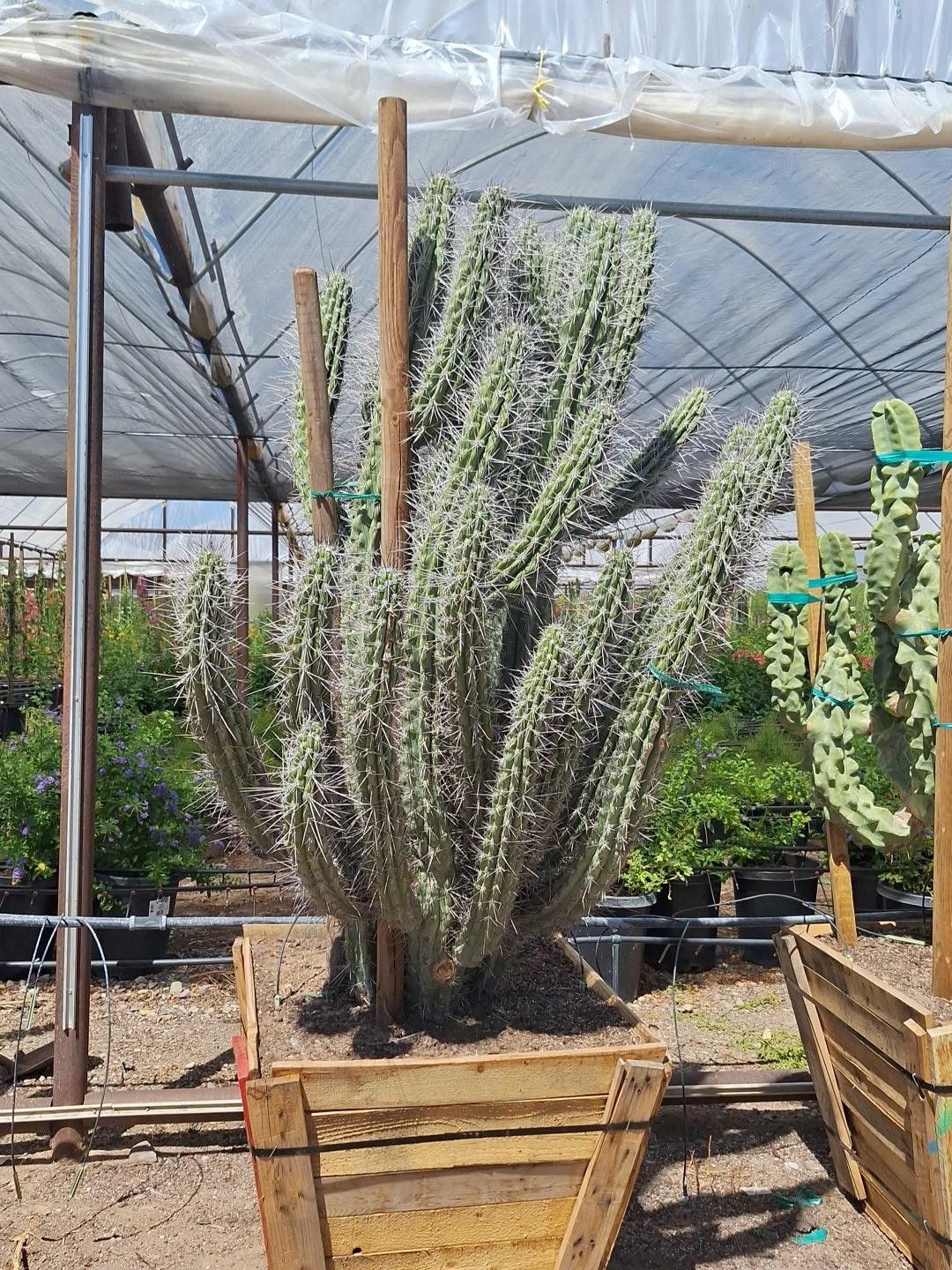 Buy Toothpick Cactus Phoenix, AZ | Stetsonia coryne