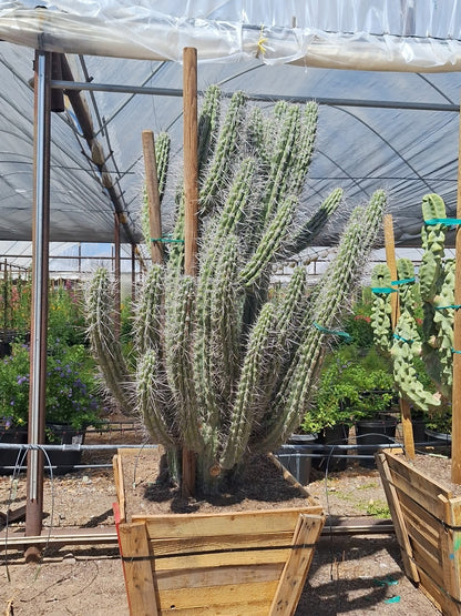 30" box Toothpick Aloe (Aloe 'Toothpick') in nursery pot — Phoenix, AZ