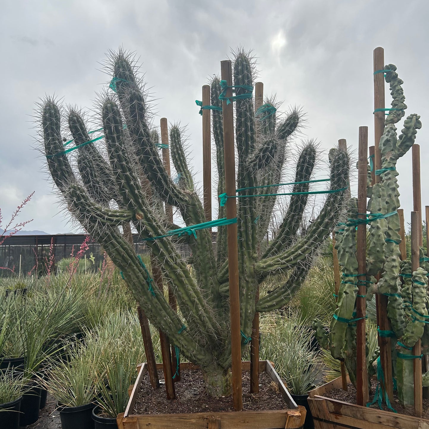 36 inch box Toothpick Agave (Agave geminiflora) in nursery pot — Phoenix, AZ