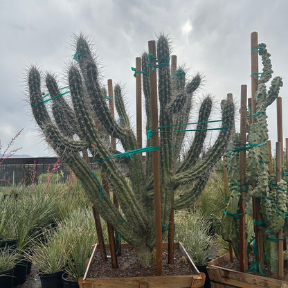 36 inch box Toothpick Agave (Agave geminiflora) in nursery pot — Phoenix, AZ