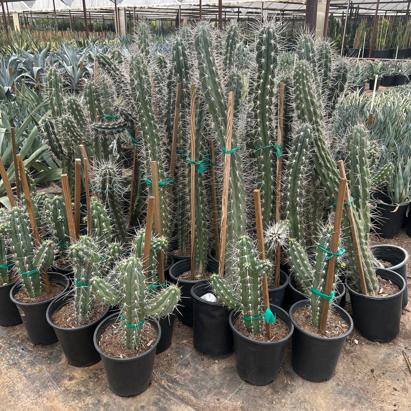 5 gallon Toothpick Cactus (Stetsonia coryne) in nursery pot — Phoenix, AZ