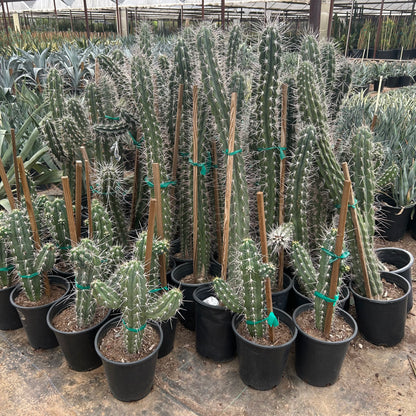 5 gallon Toothpick Cactus (Stetsonia coryne) in nursery pot — Phoenix, AZ