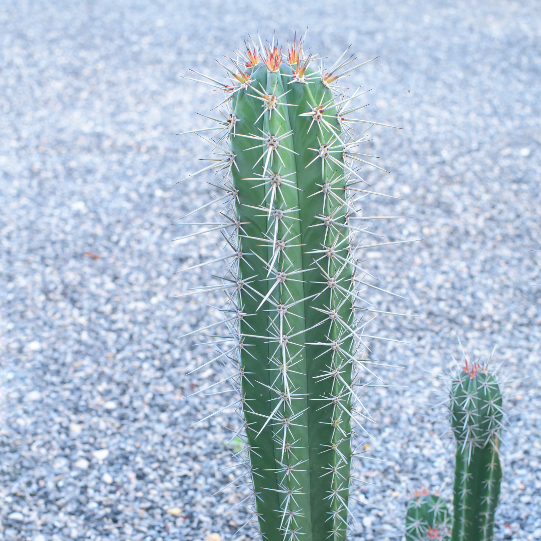 Toothpick Cactus