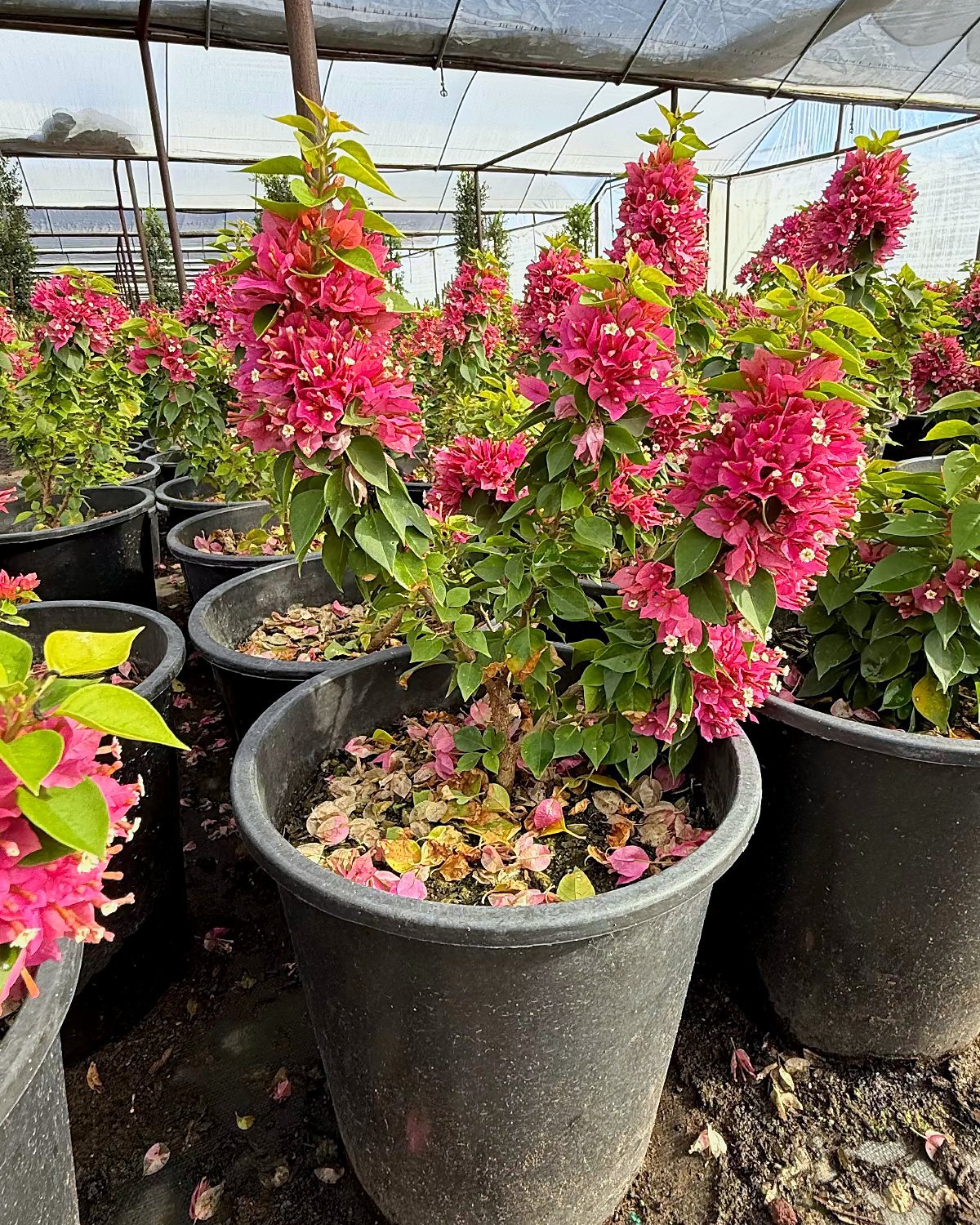 5 gallon Torch Glow Bougainvillea in nursery pot with dense magenta bracts, Phoenix, AZ