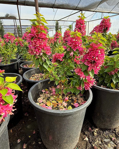 5 gallon Torch Glow Bougainvillea in nursery pot with dense magenta bracts, Phoenix, AZ