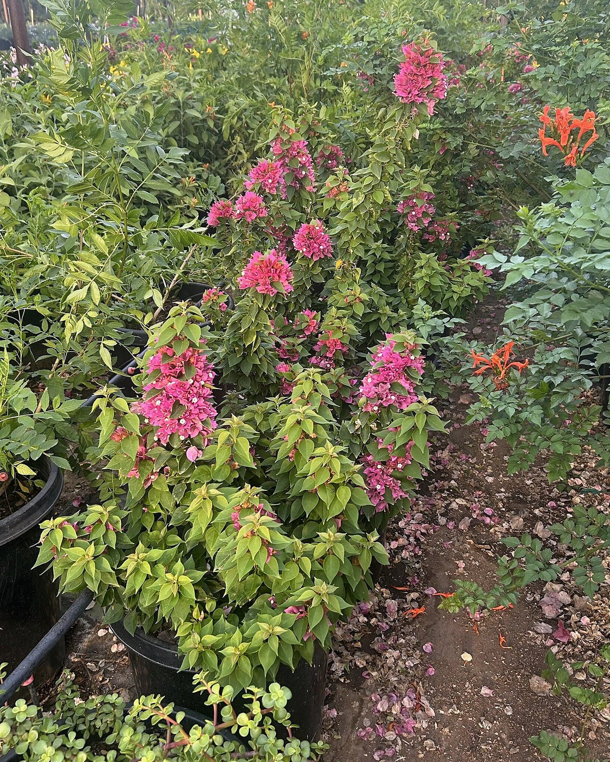 Torch Glow Bougainvillea in compact upright form covered with magenta bracts