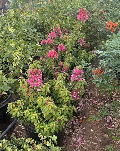 Torch Glow Bougainvillea in compact upright form covered with magenta bracts