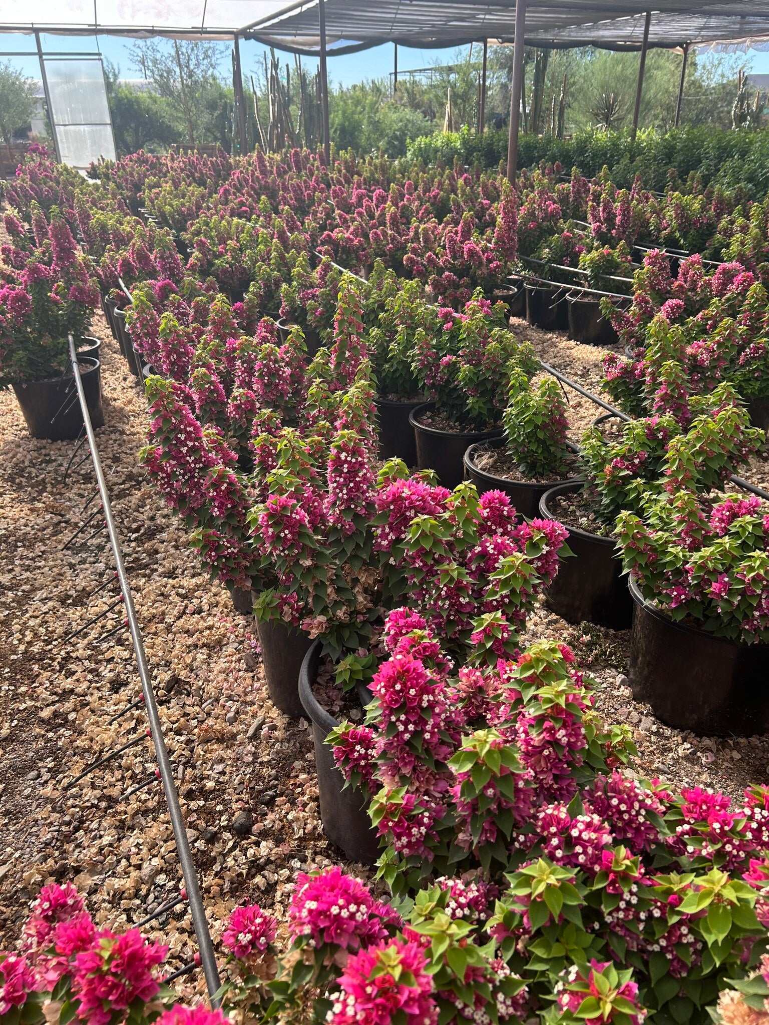 Torch Glow Bougainvillea