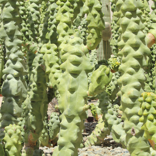 Totem Pole Cactus